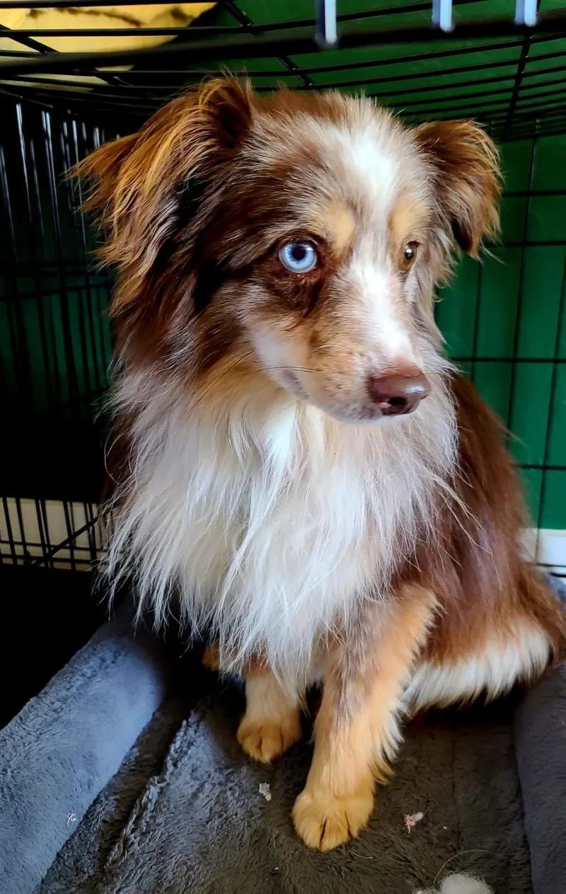 An adult small-sized male Merle (Red) Australian Shepherd dog named Stormy  Courtesy Listing for adoption in Polson, MT