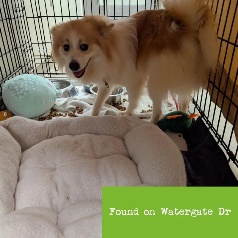 A young small-sized male Golden Pomeranian dog named Powder Puff for adoption in Lynchburg, VA