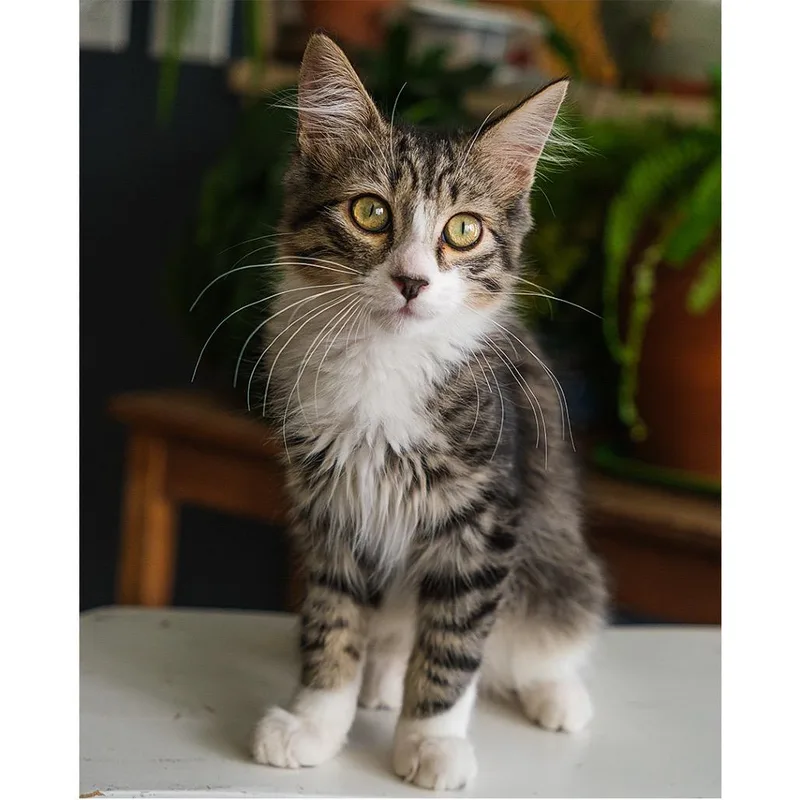A baby medium-sized male Gray / Blue / Silver Domestic Medium Hair cat named Almond for adoption in Palm Springs, CA