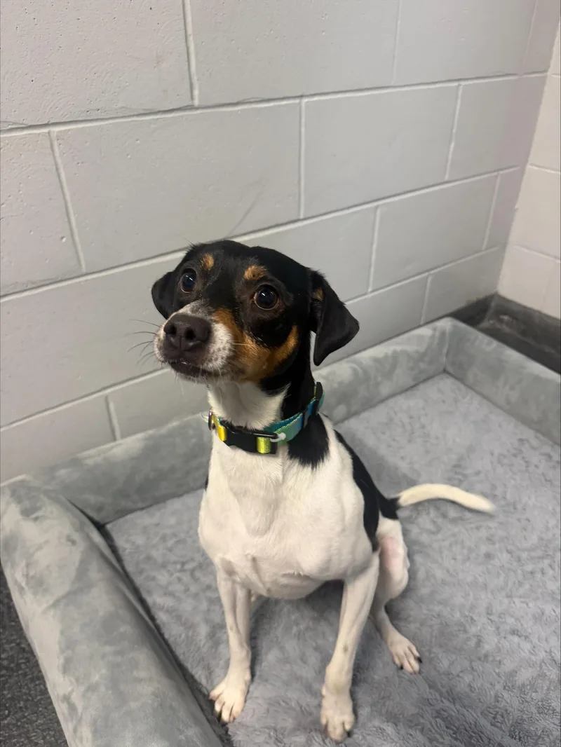 A young small-sized male Rat Terrier dog named Gravedigger for adoption in Yorkville, IL