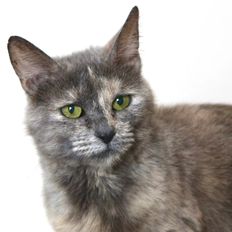 A young small-sized female Domestic Short Hair cat named Isadora for adoption in Port Washington, NY