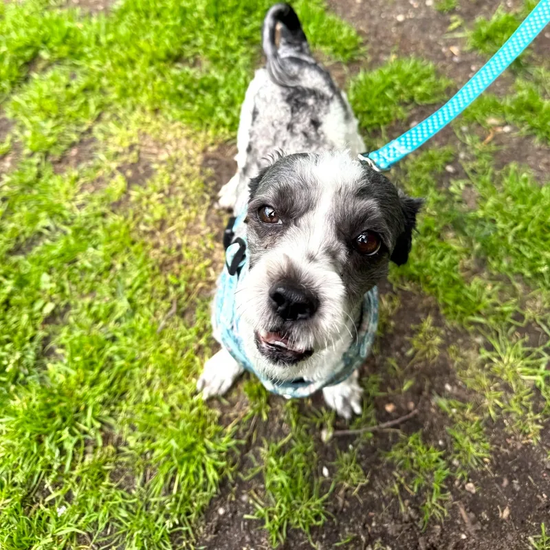 A baby small-sized male Poodle (Toy) dog named Choco for adoption in Brookhaven, NY
