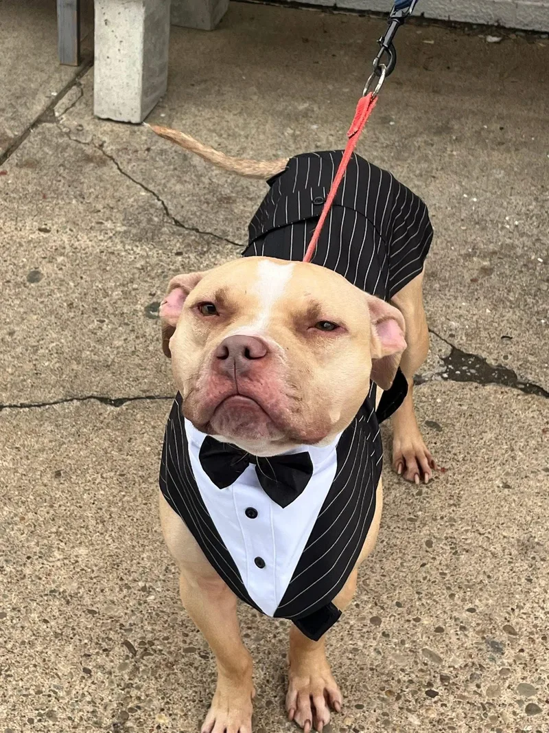 A young medium-sized male Pit Bull Terrier dog named Snickers for adoption in Monroeville, PA