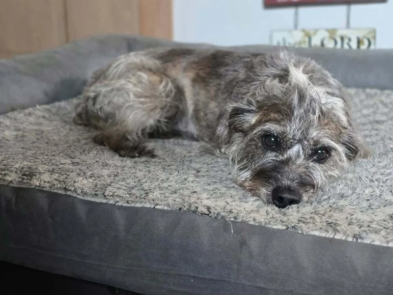 A young medium-sized male Gray / Blue / Silver Terrier dog named Scruffy for adoption in Tunnel Hill, GA