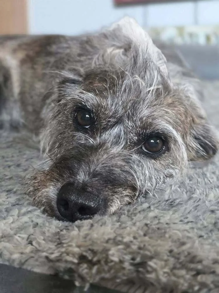 Scruffy thumbnail 3