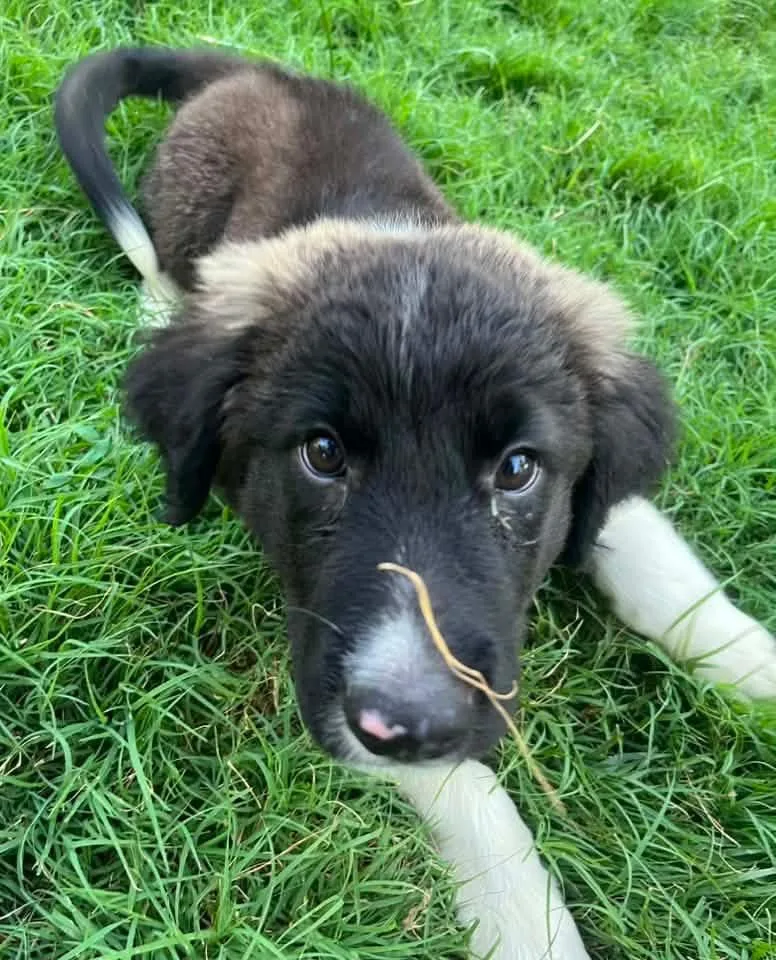 A baby medium-sized female Black Mixed Breed dog named Lucy for adoption in Manhattan, KS
