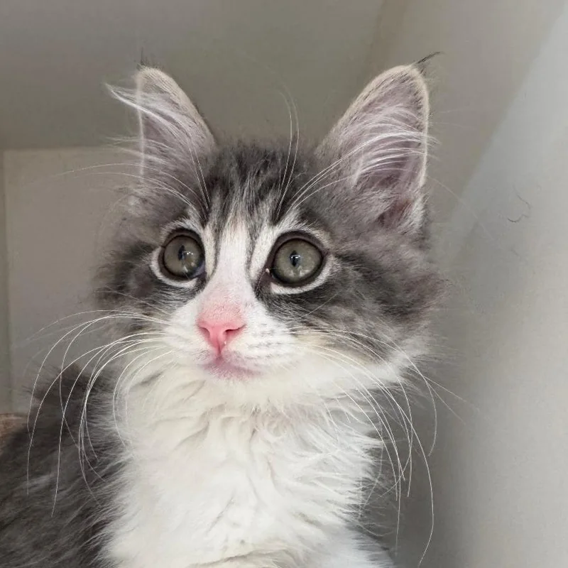 A baby small-sized male Domestic Long Hair cat named Snickers for adoption in Riverside, CA