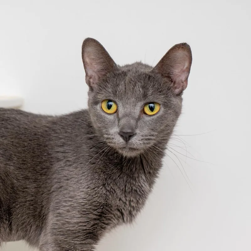 An adult medium-sized female Gray / Blue / Silver Domestic Short Hair cat named Titania for adoption in New York, NY