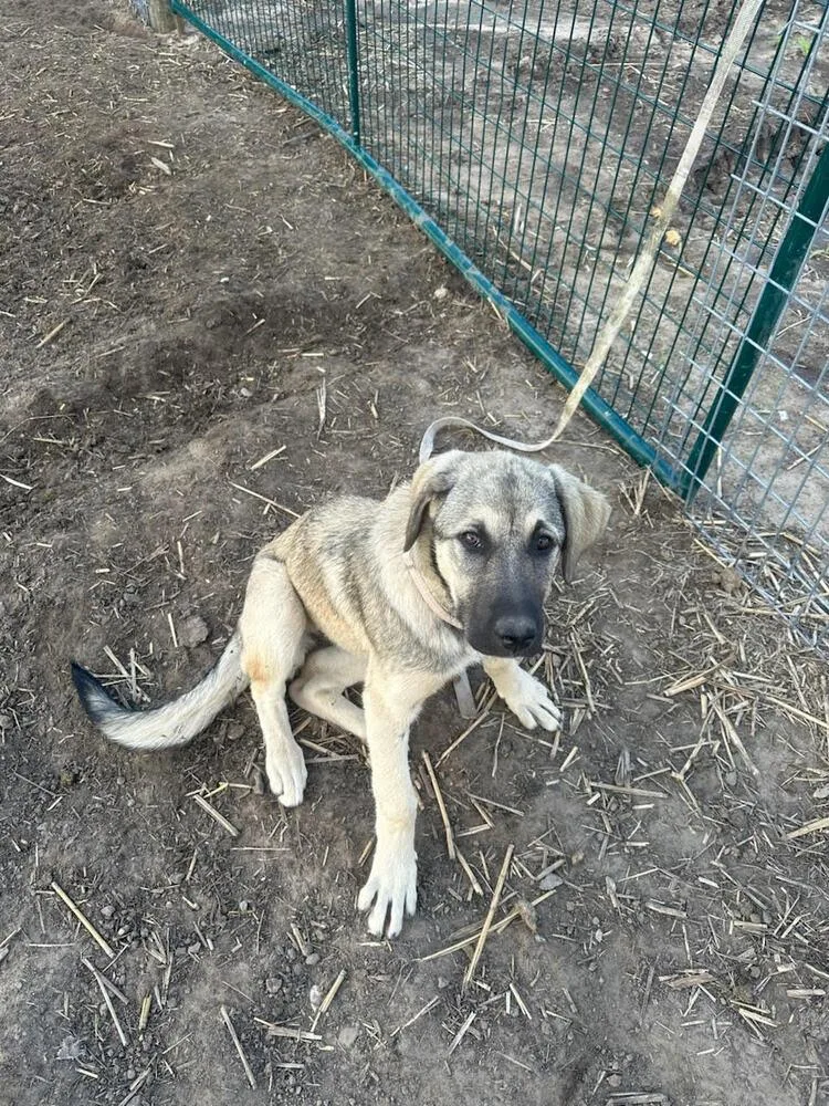 A baby large-sized female Apricot / Beige Anatolian Shepherd dog named Red for adoption in Linton, IN