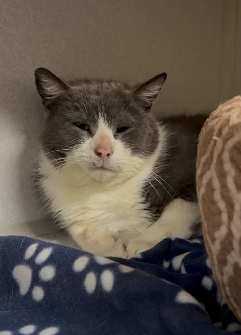An adult medium-sized male Gray / Blue / Silver Domestic Short Hair cat named Ruckus for adoption in Osseo, MI