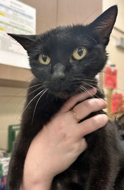 An adult small-sized female Domestic Short Hair cat named Telly for adoption in Fishers, IN