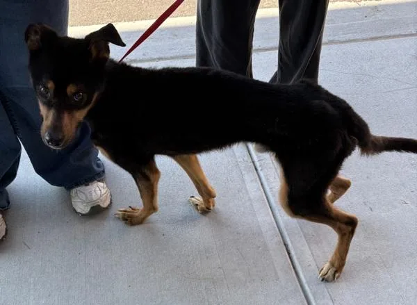 A young medium-sized male Siberian Husky dog named Nc Yoda for adoption in Lawrenceville, GA