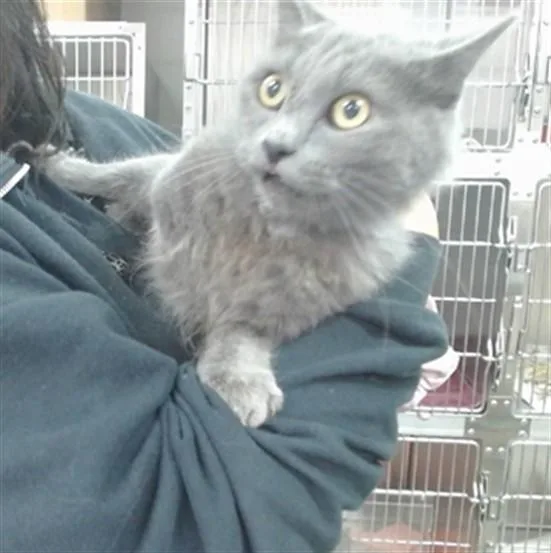 A young large-sized male Domestic Short Hair cat named Moon for adoption in Salinas, CA