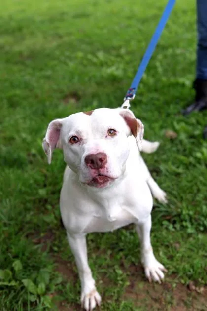 An adult large-sized female Mixed Breed dog named Mystique for adoption in West Chester, PA