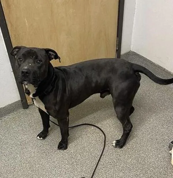 An adult medium-sized male Pit Bull Terrier dog named Casino for adoption in Escondido, CA