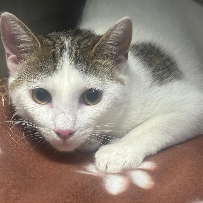 A baby small-sized female White Domestic Short Hair cat named Angel for adoption in Casa Grande, AZ