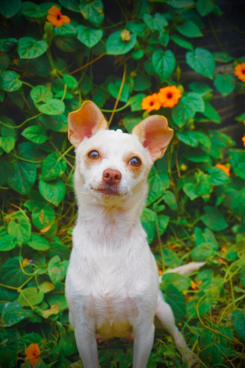 A young small-sized female Chihuahua dog named Norie for adoption in San Diego, CA