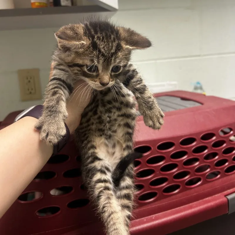 A baby small-sized male Brown / Chocolate Domestic Short Hair cat named Grizzly for adoption in Waukesha, WI