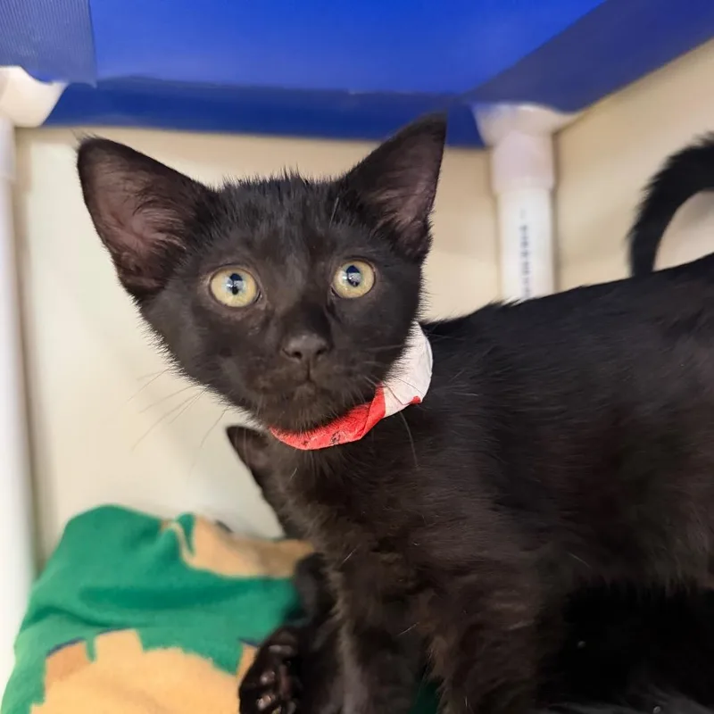 A baby small-sized female Black Domestic Short Hair cat named Valkyrie for adoption in Spanish Fork, UT