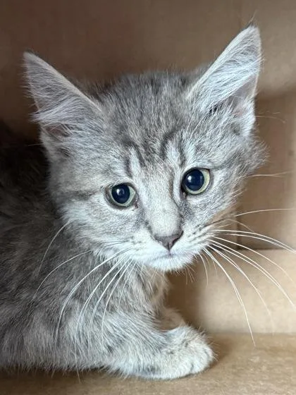 A baby small-sized male Domestic Short Hair cat named Tropicana for adoption in West Chester, PA