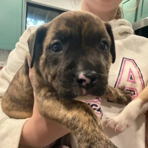A baby small-sized female German Shepherd Dog dog named Genevieve for adoption in Austin, TX