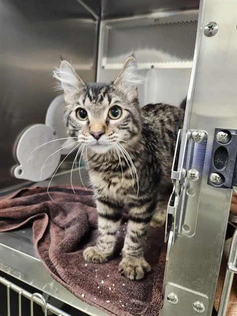 A young small-sized male Domestic Medium Hair cat named Loaf for adoption in Albuquerque, NM