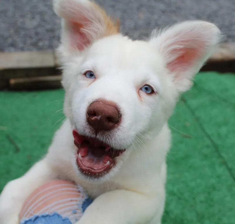 A baby medium-sized female White / Cream Husky dog named Chard for adoption in Silvana, WA