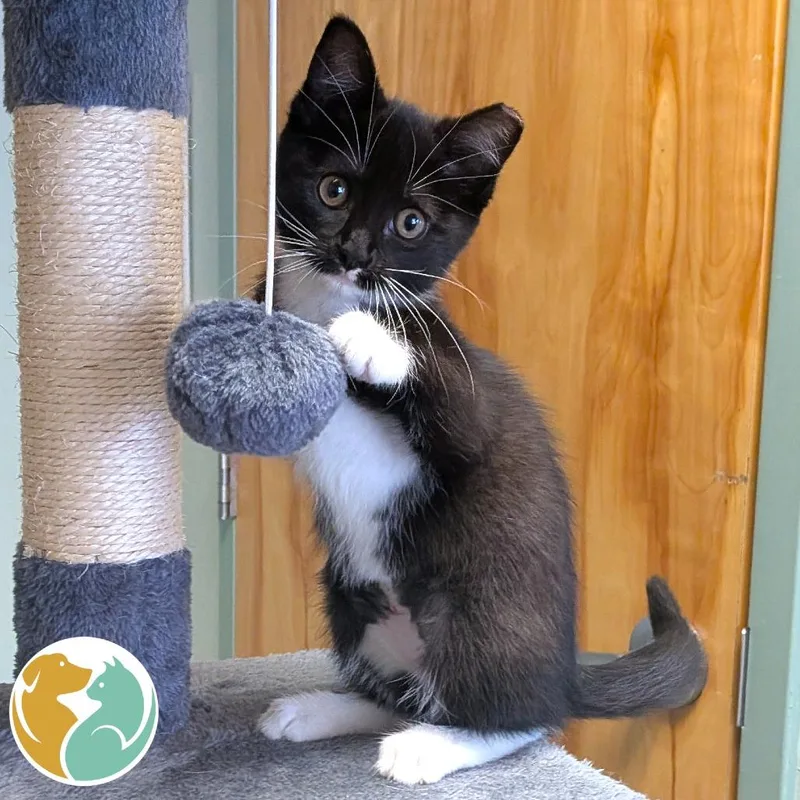 A baby small-sized female Black Domestic Short Hair cat named Libby for adoption in Toledo, OH