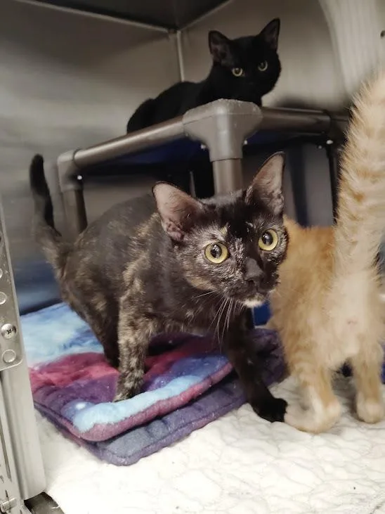 A young medium-sized female Domestic Short Hair cat named Dudette for adoption in Republic, MO