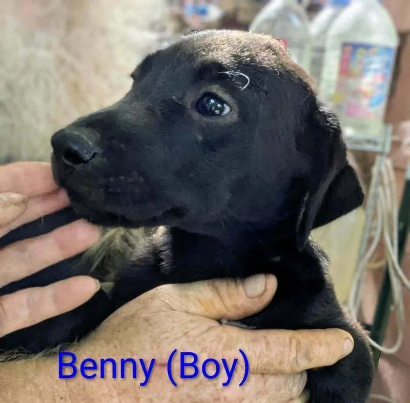 A baby medium-sized male Black Beagle dog named LLP Nina : Benny for adoption in Aurora, IN