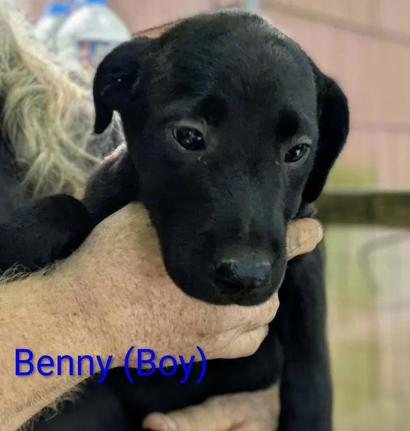 LLP Nina : Benny thumbnail 2