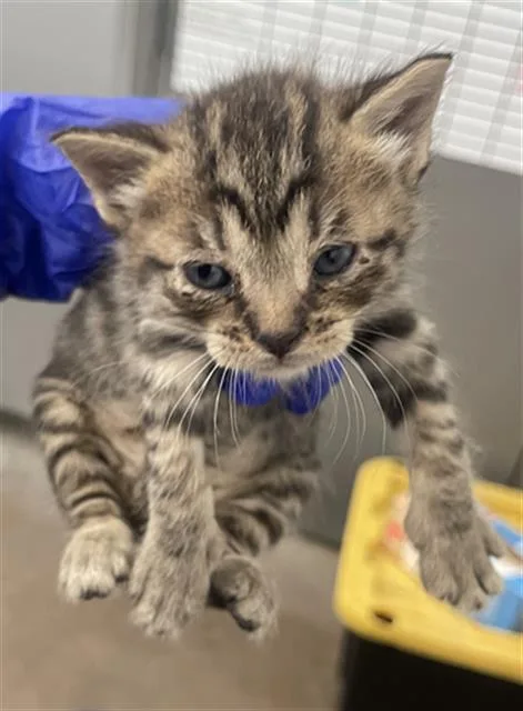 A baby medium-sized male Domestic Short Hair cat named Tuck for adoption in Dallas, TX