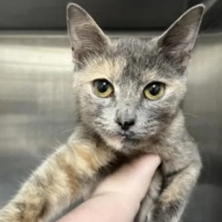 A young small-sized female Tortoiseshell Domestic Short Hair cat named Mitzi for adoption in New York, NY