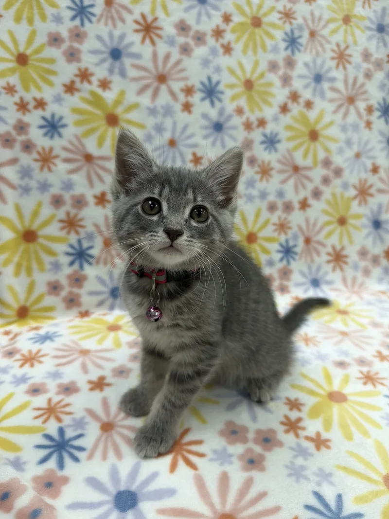 A baby medium-sized female Gray & White Domestic Short Hair cat named Austen for adoption in Columbus, OH