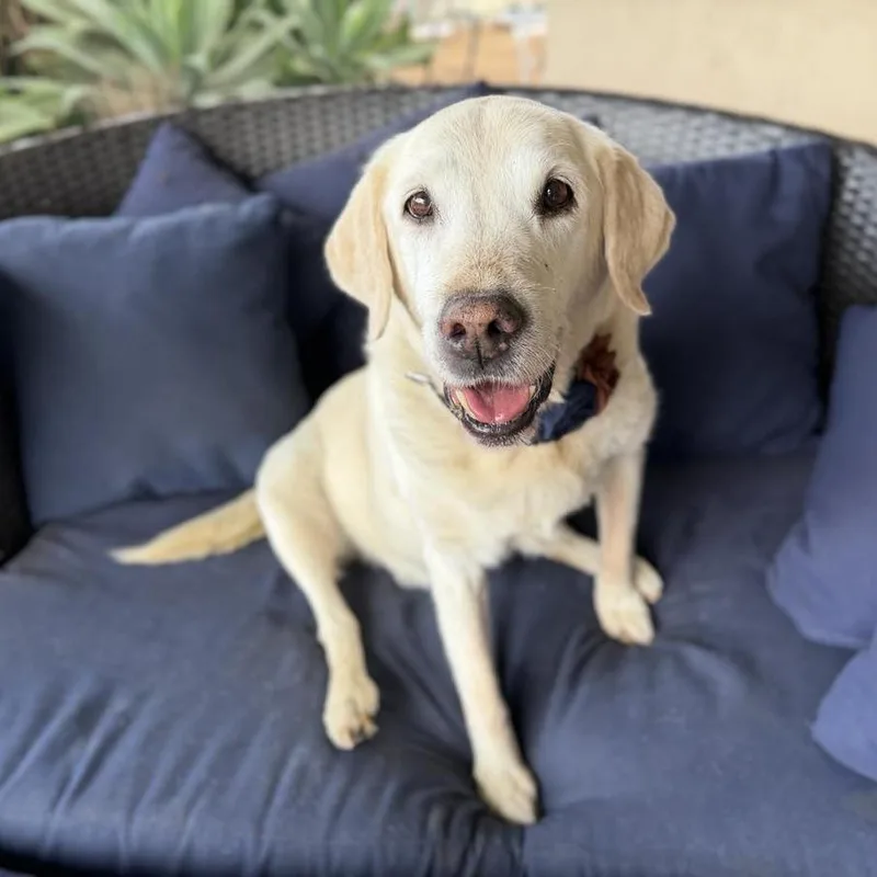A senior large-sized female Yellow / Tan / Blond / Fawn Yellow Labrador Retriever dog named Katara for adoption in Ramona, CA
