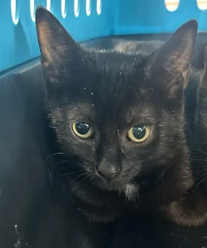 A baby small-sized female Domestic Short Hair cat named Almond Joy for adoption in West Chester, PA