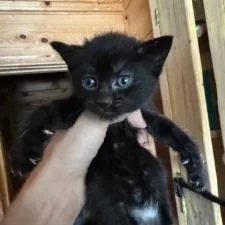 A baby small-sized female Black Domestic Short Hair cat named Millie for adoption in West Palm Beach, FL