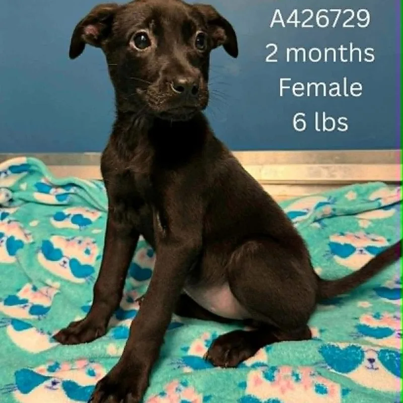 A baby small-sized female Black Mixed Breed dog named Kaydence for adoption in Tomah, WI