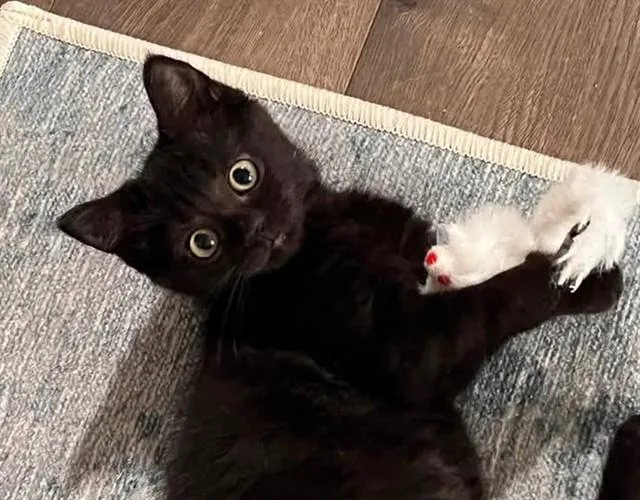 A baby small-sized female Domestic Short Hair cat named Lexie for adoption in Springfield, MA