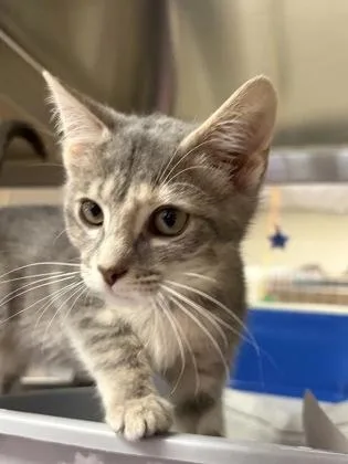 A baby small-sized female Domestic Short Hair cat named Rizzoli for adoption in West Chester, PA
