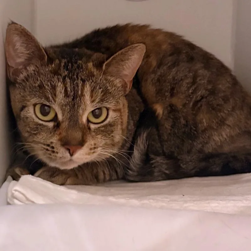 Sylvie