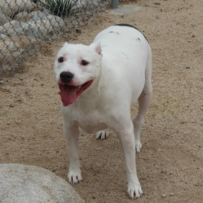 An adult large-sized female White / Cream Pit Bull Terrier dog named Zero for adoption in Yucca Valley, CA