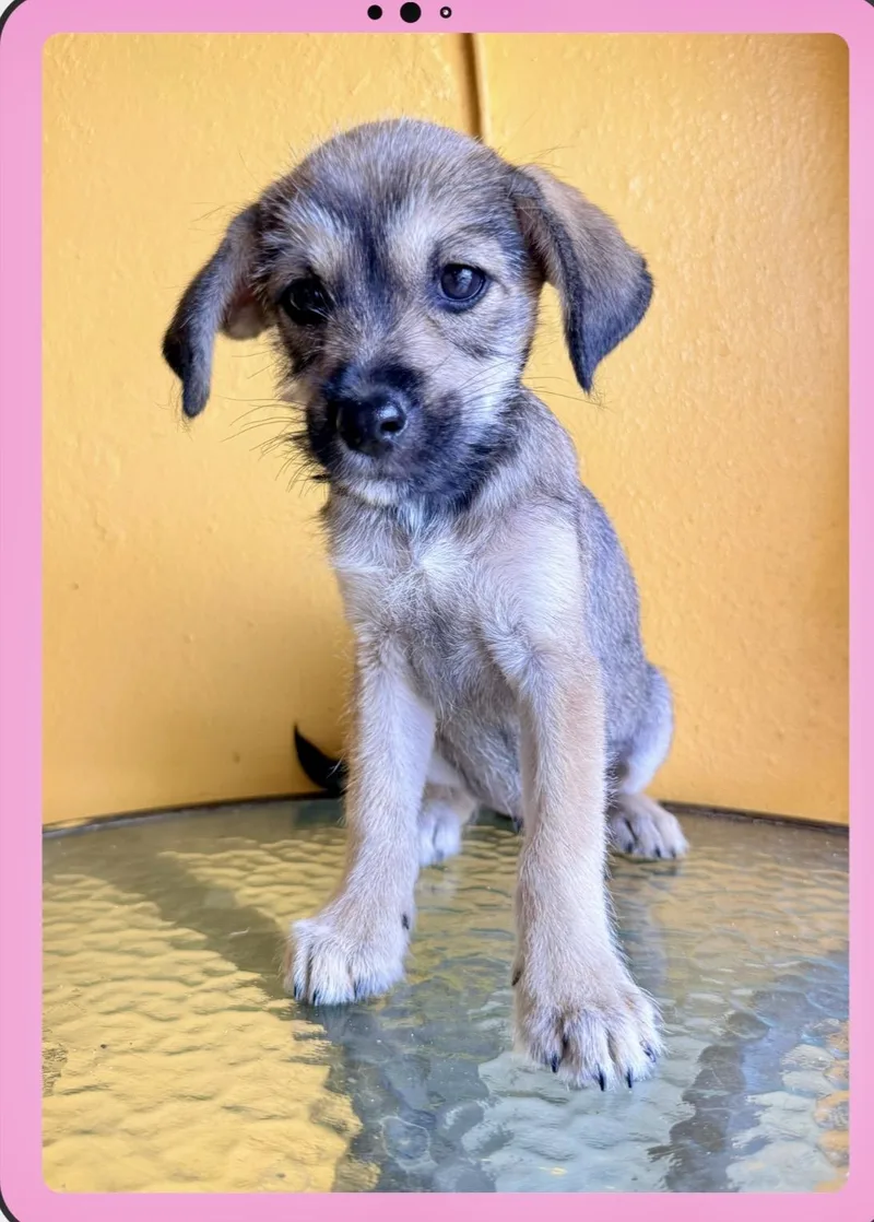 A baby medium-sized female Yellow / Tan / Blond / Fawn Border Terrier dog named Nica for adoption in Lake Forest, IL