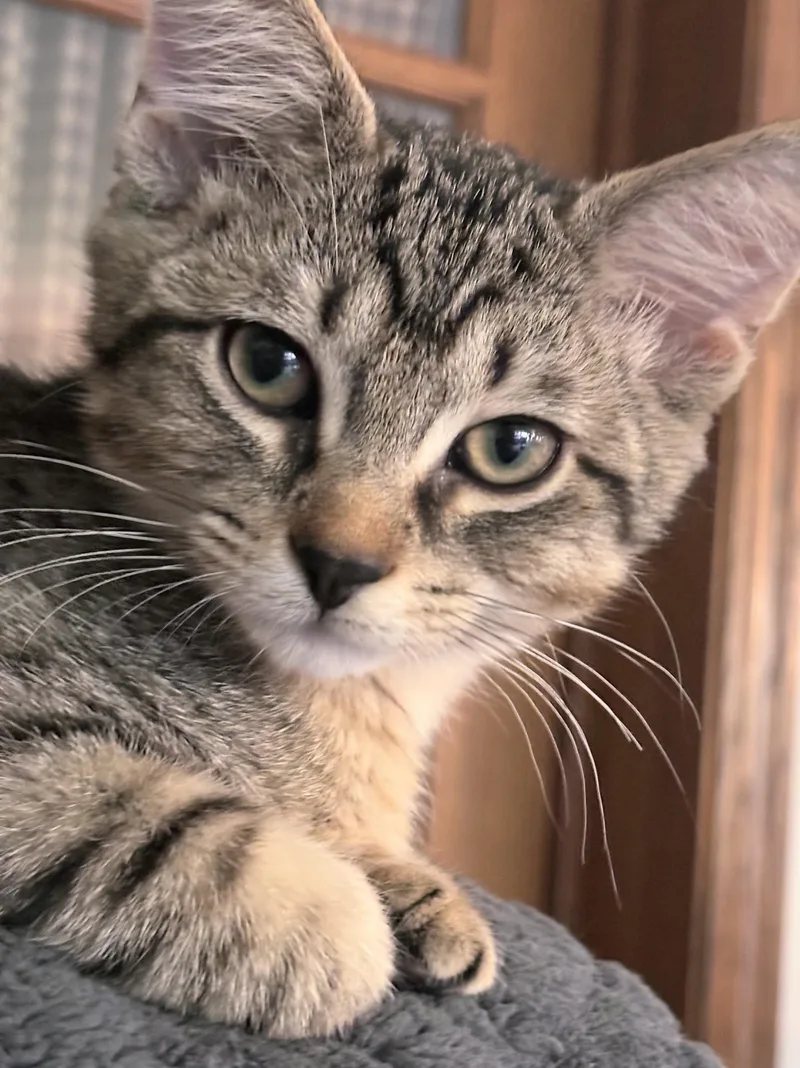 A baby medium-sized male Tabby (Brown / Chocolate) Domestic Short Hair cat named Zeppelin for adoption in Johnsburg, IL