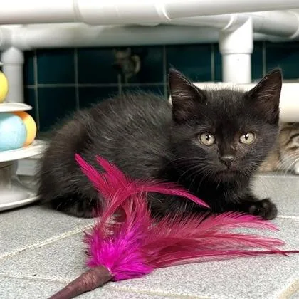 A baby small-sized female Domestic Short Hair cat named Natasha for adoption in Honolulu, HI