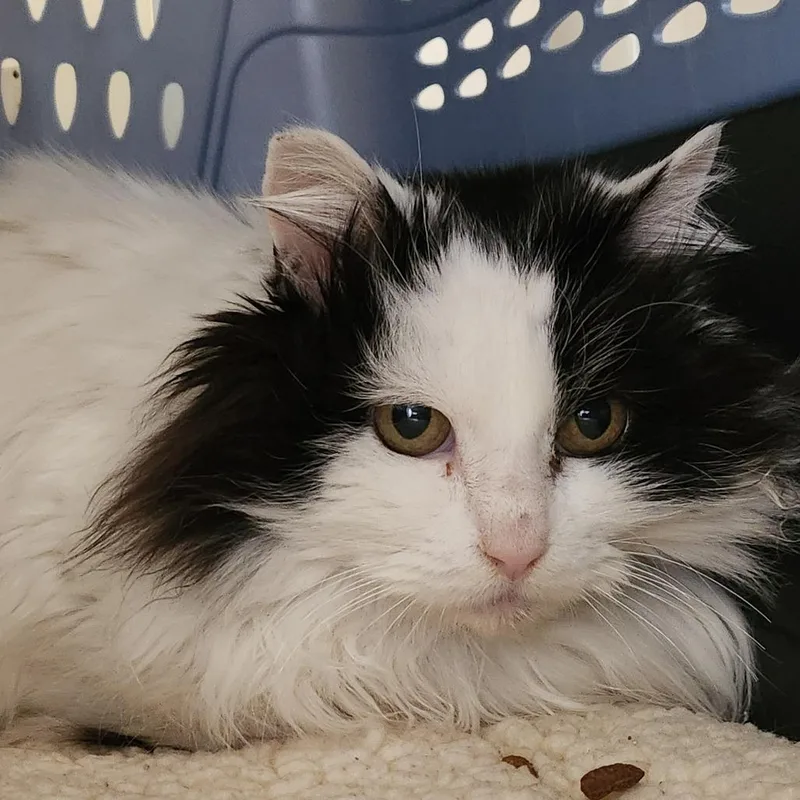 An adult medium-sized female White Domestic Medium Hair cat named Chardonnay for adoption in Branford, CT