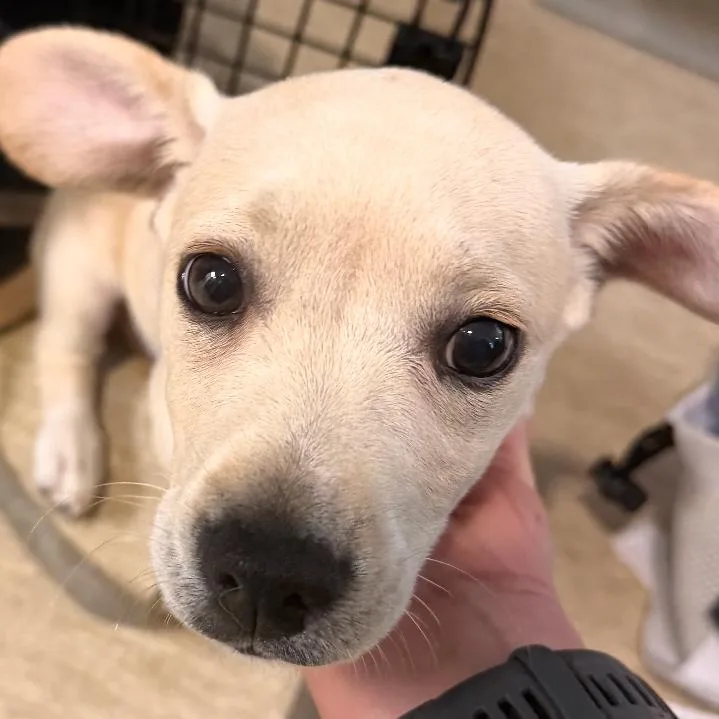 Peanut