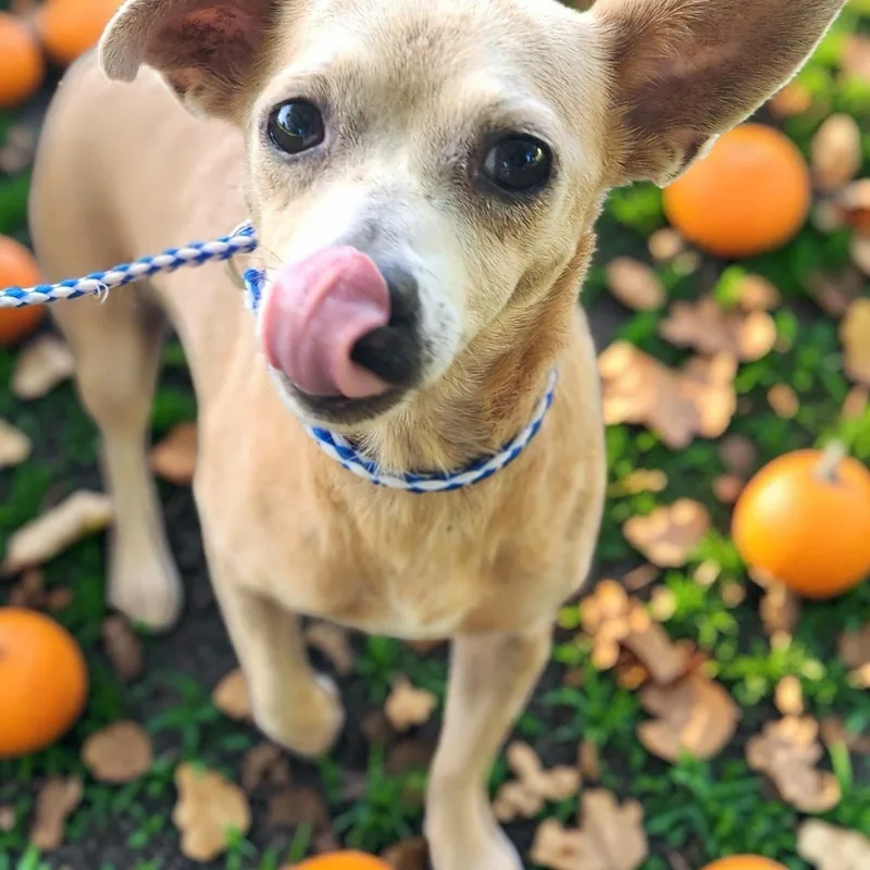 An adult small-sized female Chihuahua dog named Chacha for adoption in Lorida, FL