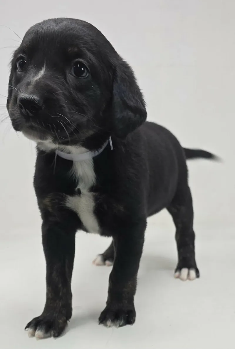 A baby medium-sized female Black Flat-Coated Retriever dog named Bug for adoption in Newport, TN