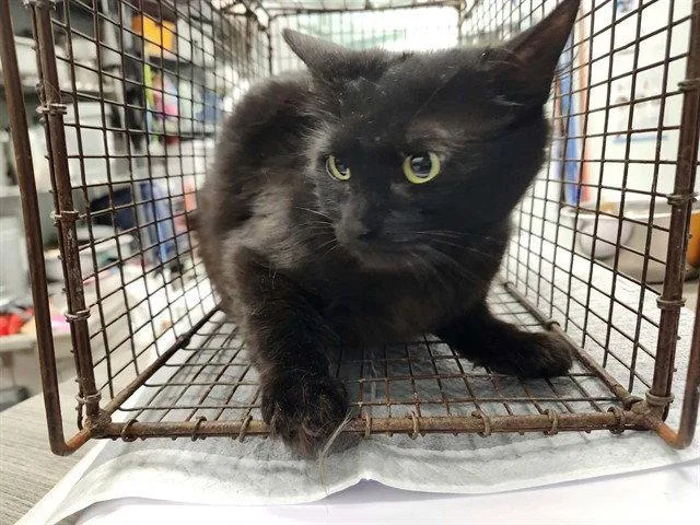 A young medium-sized female Black Domestic Short Hair cat named Rosie for adoption in Tavares, FL